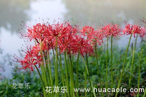 狐狸精动漫欧美精品人妻在线观视频免费，揭开神秘面纱，走进东方幻想的奇妙世界