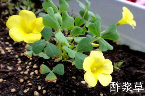 富士可用副厂镜头国产成人高清精品一区二区三区，解锁摄影新维度，释放相机无限潜力