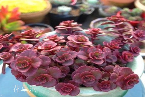 香薰疗法各种，视觉盛宴，光影魔术师的创意巅峰！