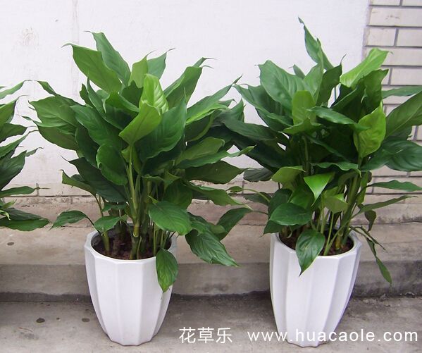 产品分类一欧美精品人妻在线观视频免费专业服务，值得信赖