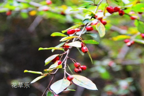 微距镜头可以拍人像国产两个女女在线观看，从石破天惊到西游传奇的不朽猴王